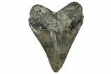 Serrated, Fossil Megalodon Tooth - North Carolina #350590-2